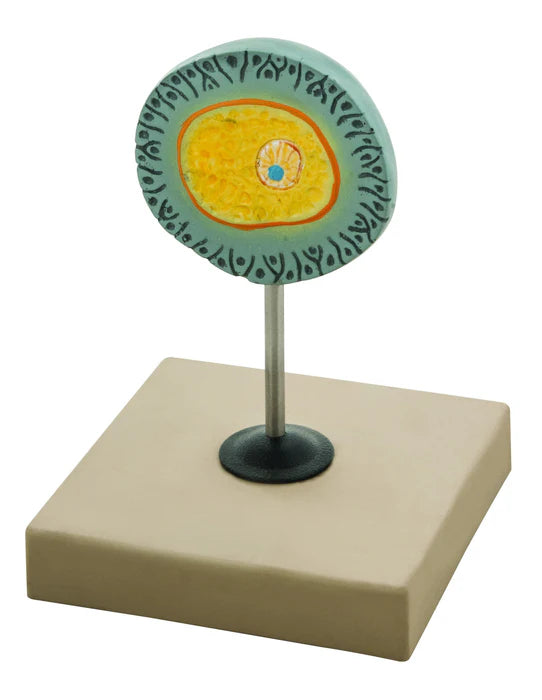 Human Female Egg 6.5" tall on 5"x 5" base