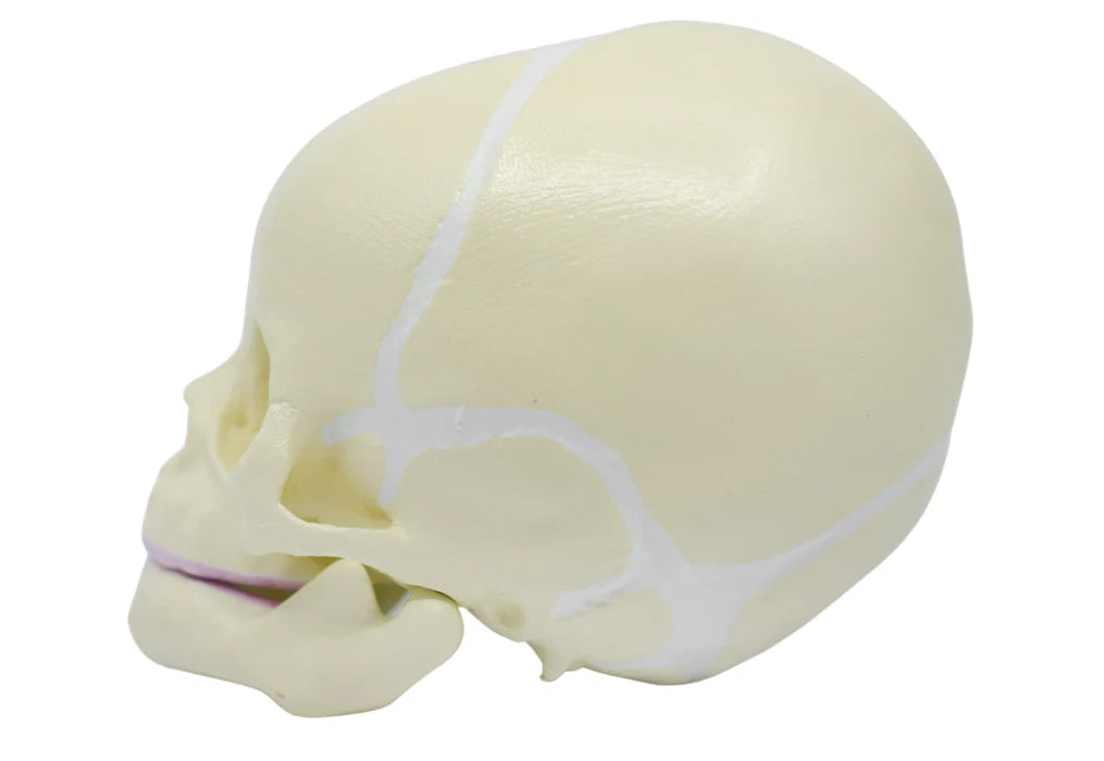 Life-Size Infant Human Skull Model with Articulated Mandible