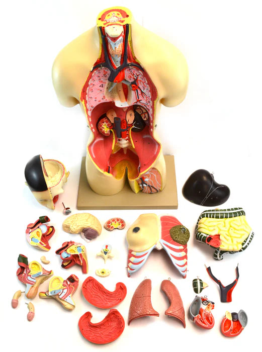 Torso with Interchangeable Gender Organs - 24 Parts