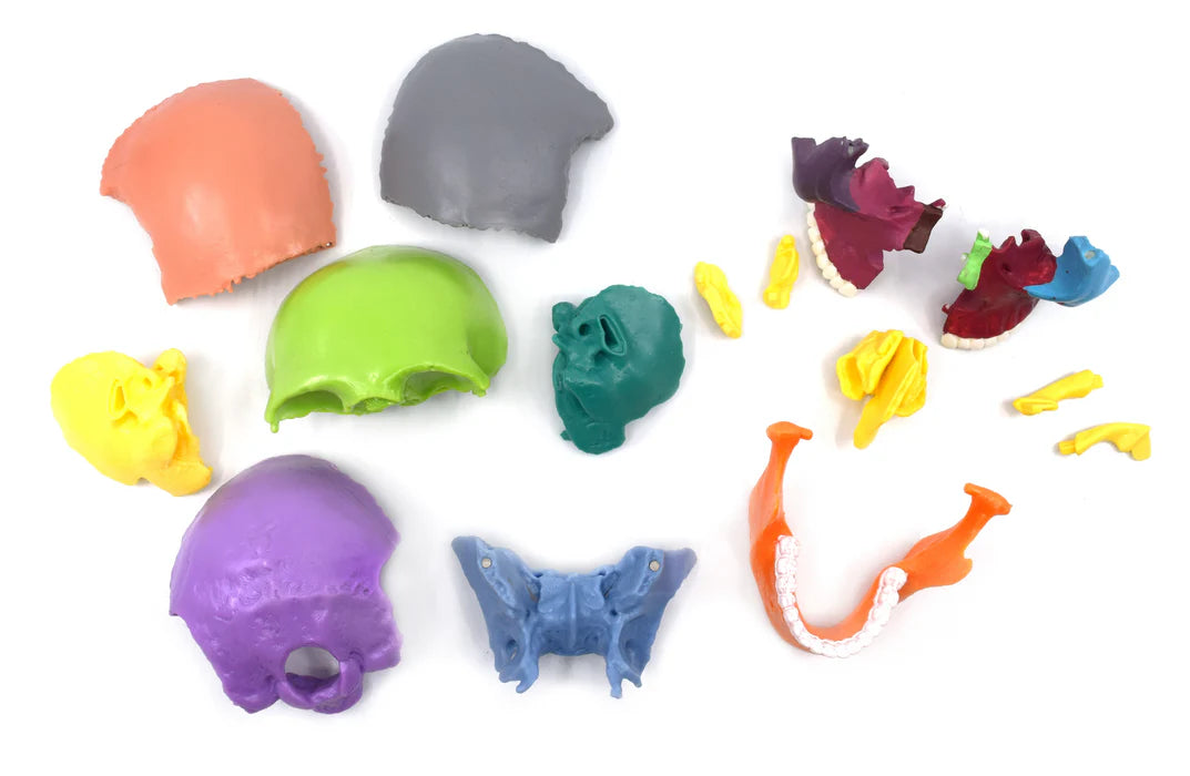 Didactic Mini Skull Multicolored 15 Pieces, Magnetic Mounting