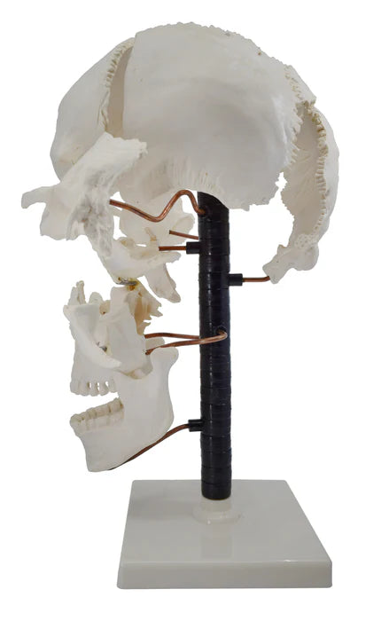 Beauchene Skull Life Size Model, 13 Parts Mounted on Stand