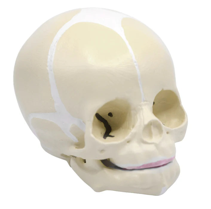 Life-Size Infant Human Skull Model with Articulated Mandible