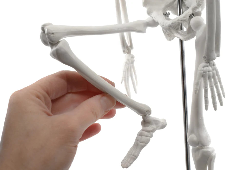 Miniature Human Skeleton Model, 17.5" Tall with Rod Mount & Stand