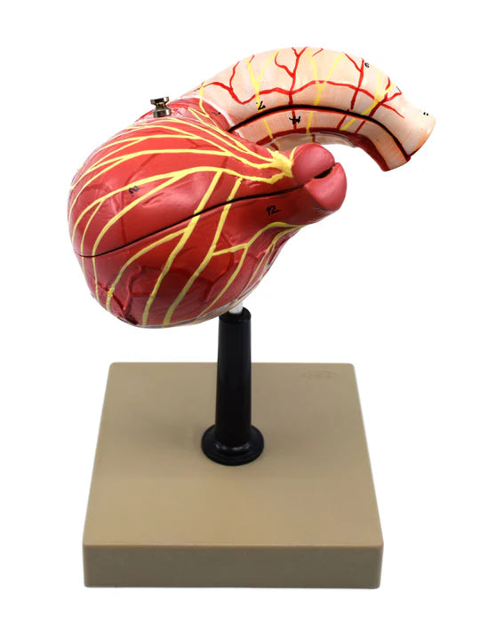 Human Stomach Model 3 Dimensional Sectional View, 2 Parts