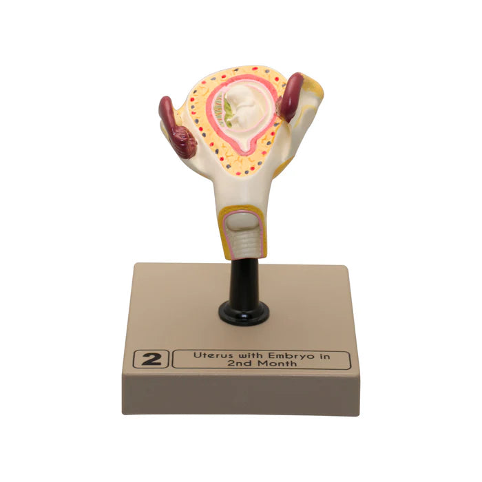 Embryo/Fetus Development in Utero Model Set
