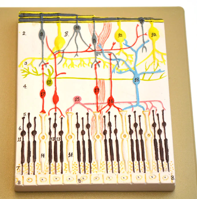 Human Eye Simulation Features and Specifications