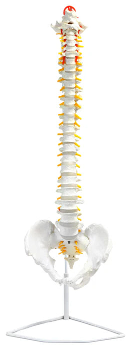 Flexible Human Spine Model 31.5" Includes Mount