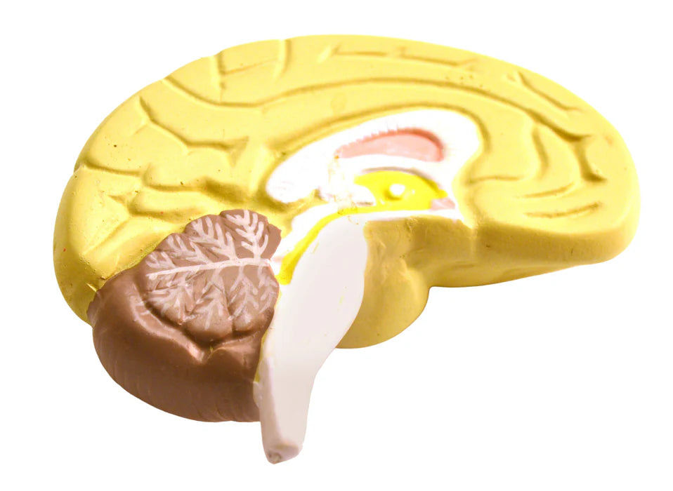 Miniature Human Torso Model Genderless, 12 Parts