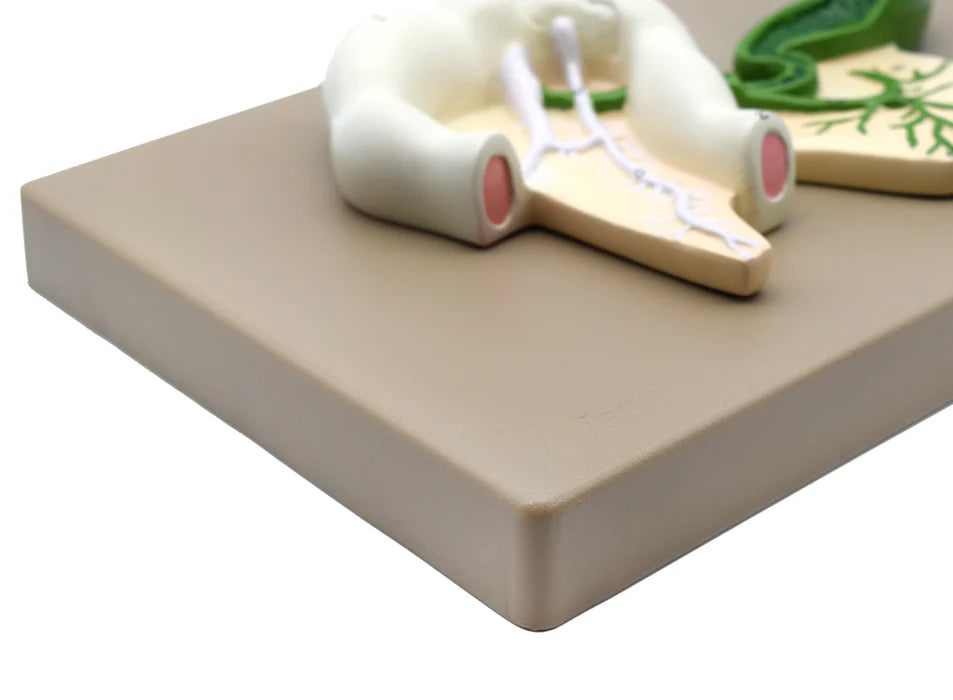 Human Pancreatic Duct Model 3 Dimensional