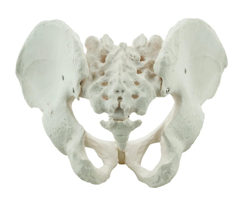 Life-Size Male Pelvis Model, 3D Rendering