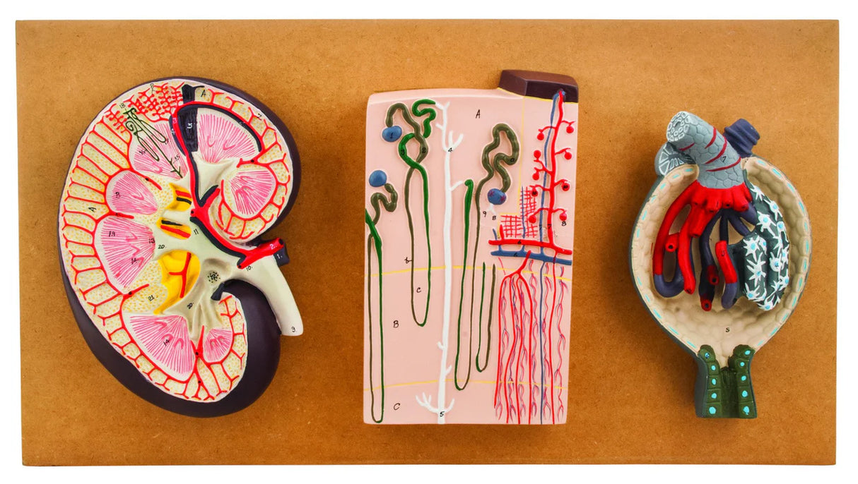 Kidney Section Model, Nephrons & Blood Vessels & Kidney Glomerulus
