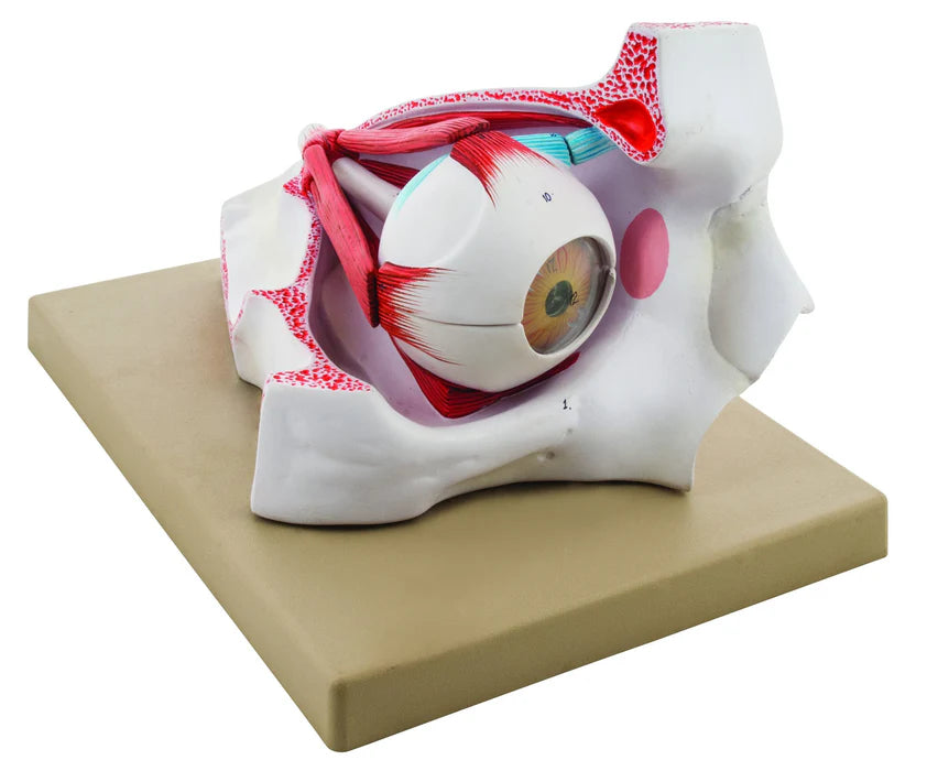 Enlarged Human Eye in Bony Orbit Model - 9 Parts