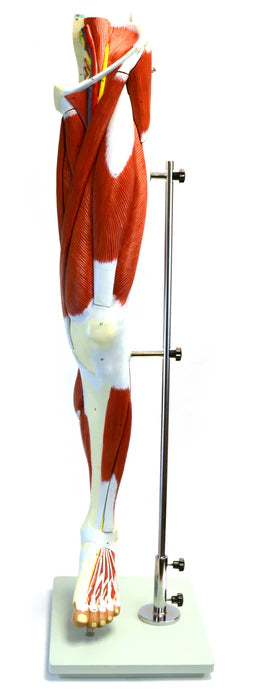 Muscular Human Leg Model with Stand