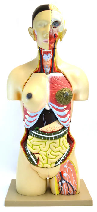 Torso with Interchangeable Gender Organs - 24 Parts