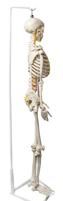 Human Skeleton Model Half Size with Nerve Endings, Hanging Mount