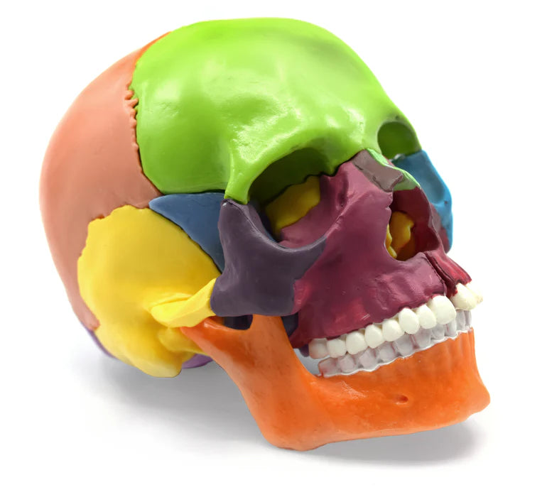 Didactic Mini Skull Multicolored 15 Pieces, Magnetic Mounting