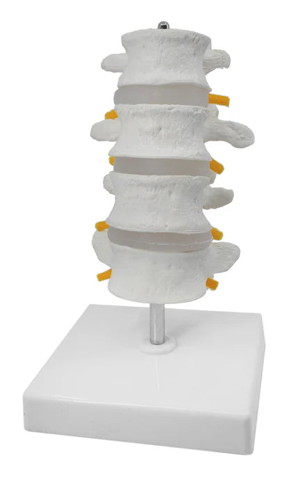 4 Lumbar Vertebrae with Nerve Branches Model 7.25" Tall on Base