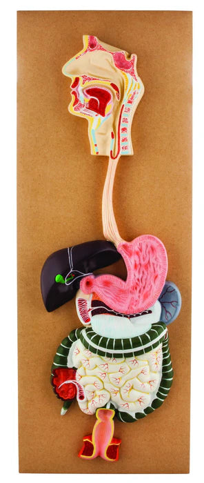 Digestive System Model Life-Size, 2 Parts