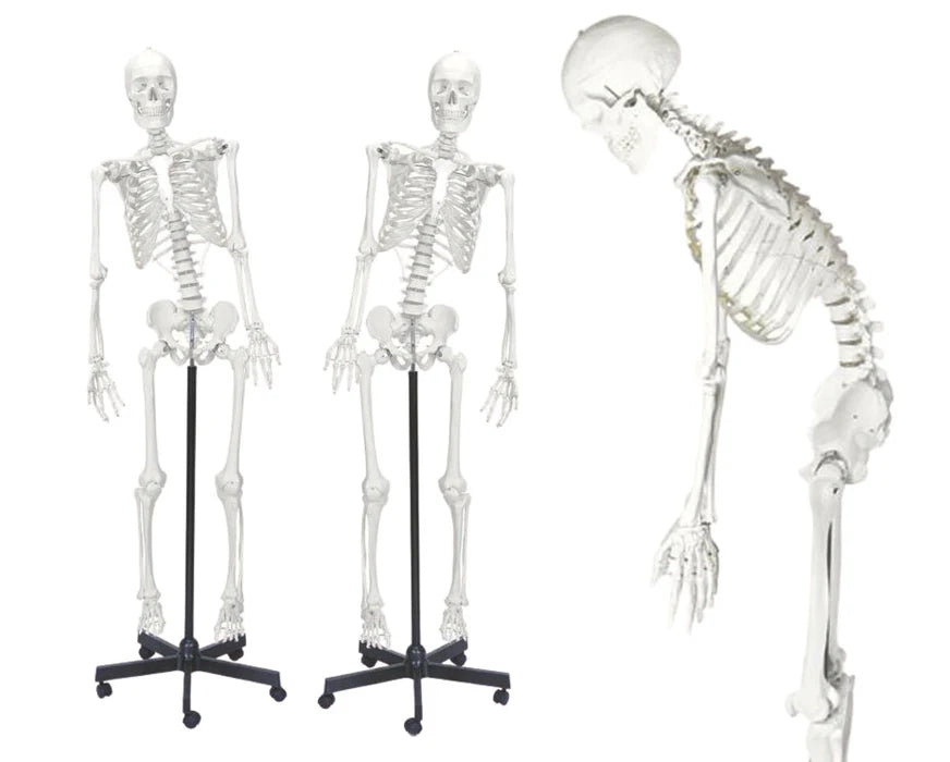Human Skeleton Model