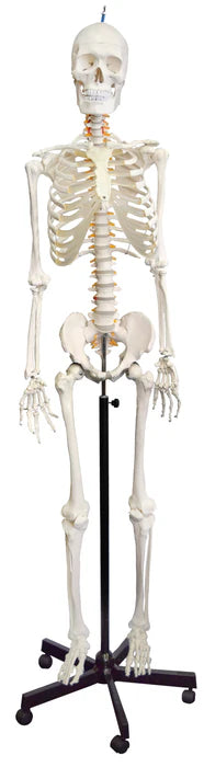 Human Skeleton Model