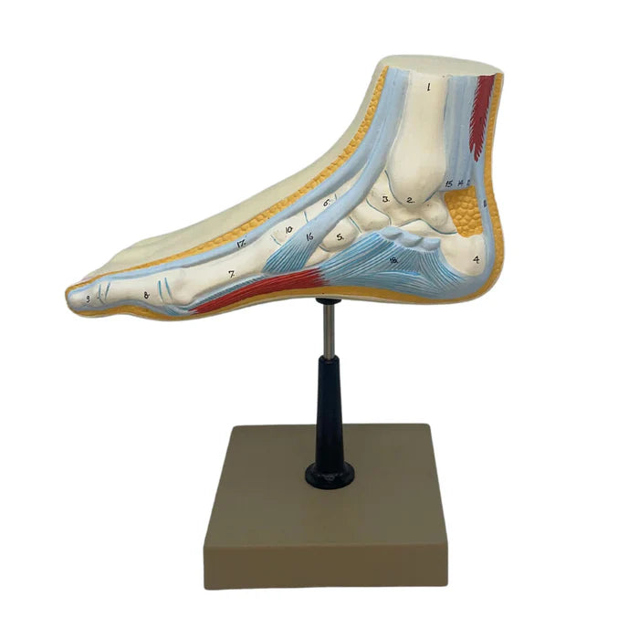Cross Section of Foot Model, 3 Feet, 18 Features