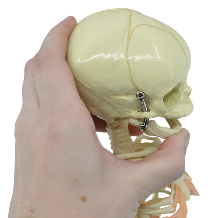 Mini Size Infant Fetus Skeleton Model, Single Skull, Rod Mounted
