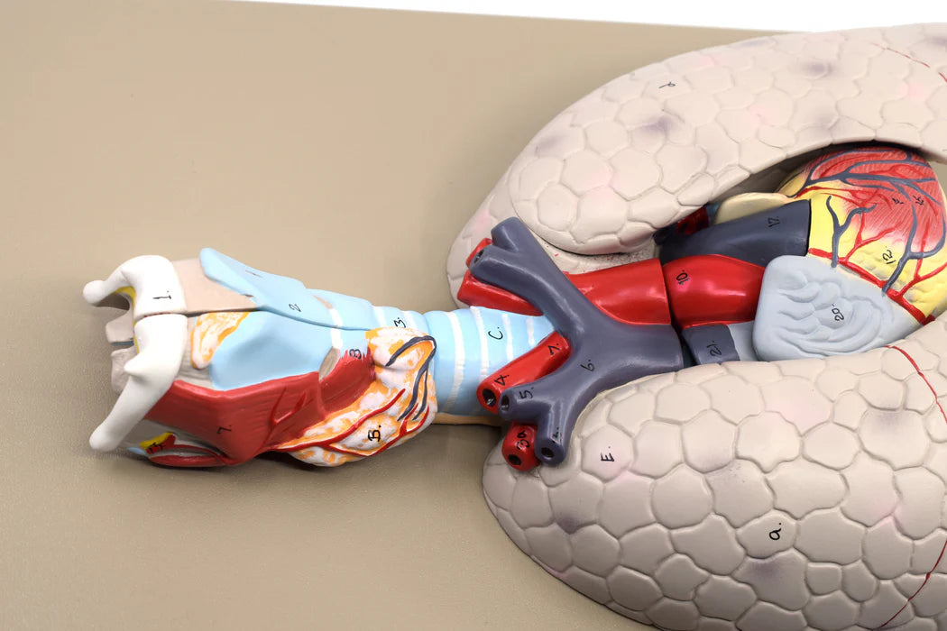 Human Lungs & Heart Model, 5 Parts