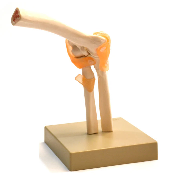 Human Elbow Joint Life-Size Model