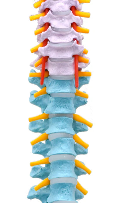 Flexible Human Spine Model 31.5" Includes Mount