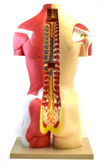 Life-Size Premium Human Torso with Muscles and Open Back, 19 Parts