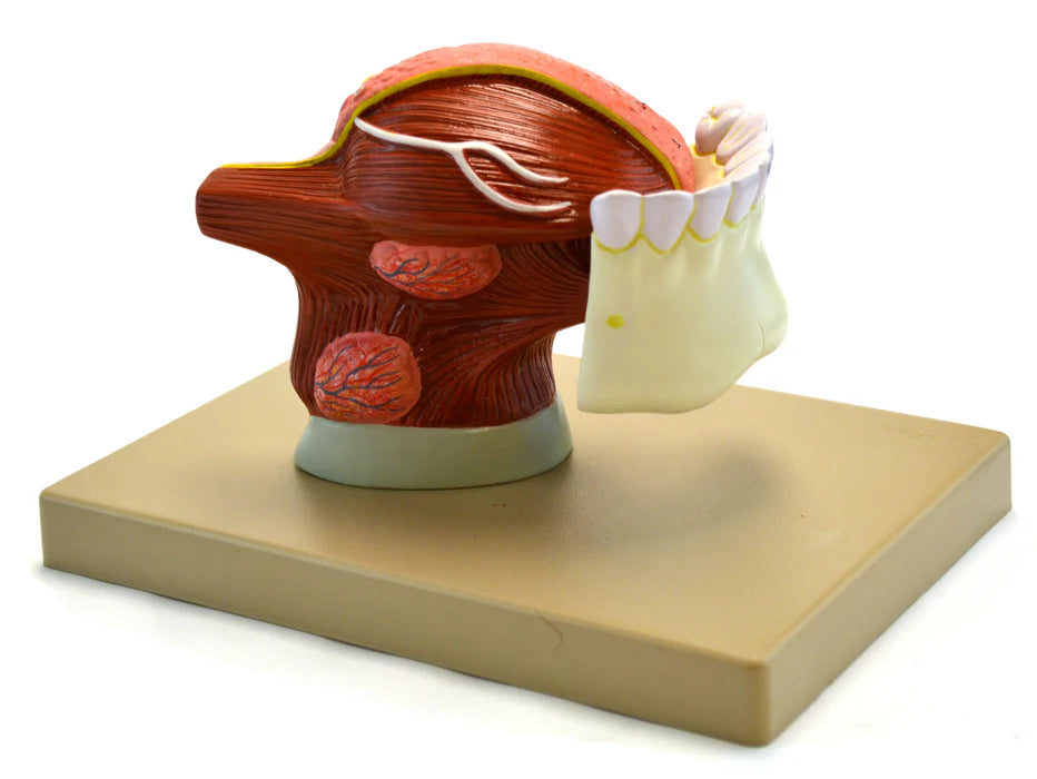 Human Teeth With Tongue Model, 2x Life Size