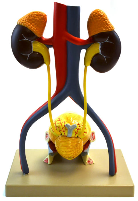 Life-Size Male Urinary System Model, 5 Parts