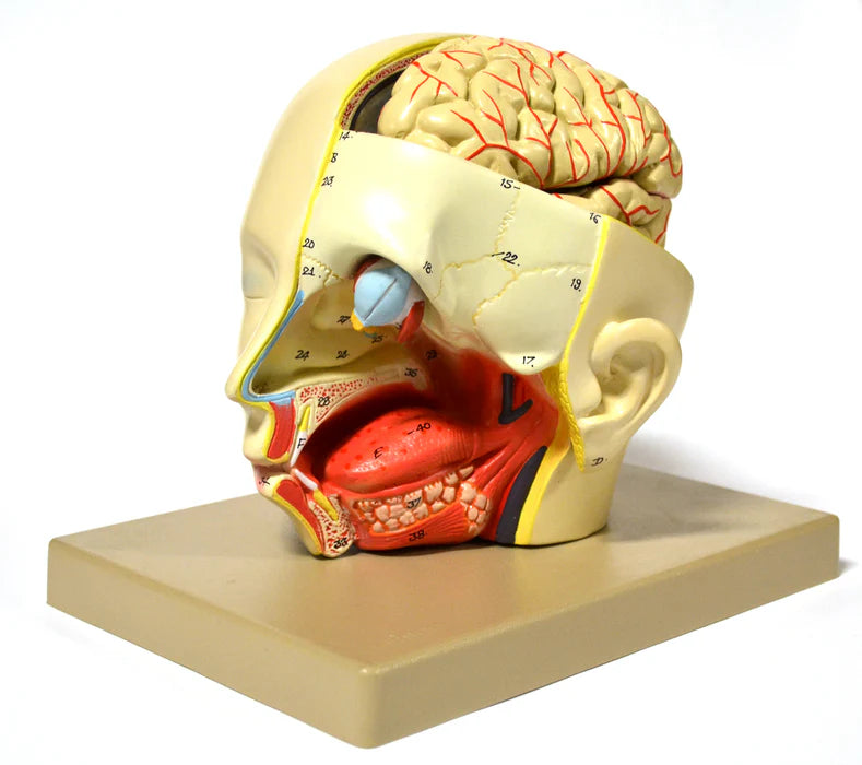 Introductary Head Dissection Removable Half Brain
