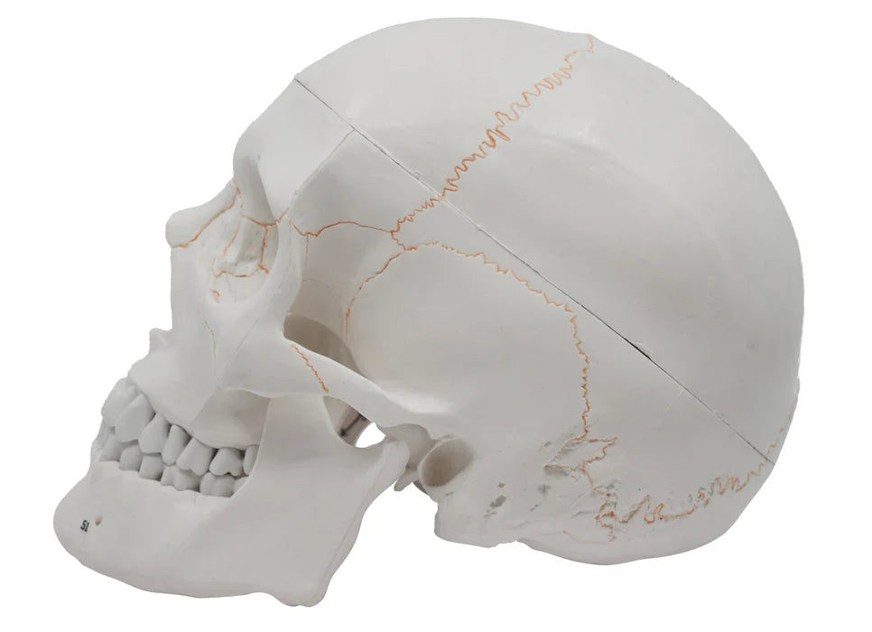 Full-Size Adult Human Skull Model with Removable Skull Cap, 3 Parts