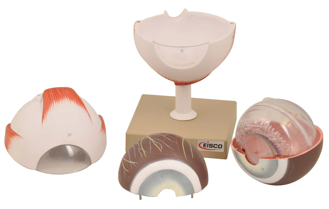 Eye Model Enlarged 5x Life Size, 6 Parts