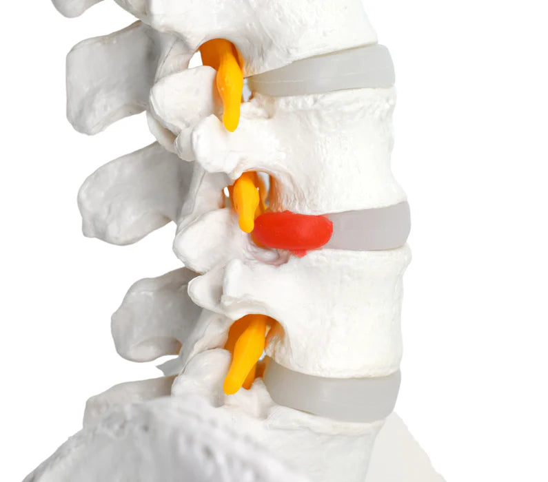 Flexible Human Spine Model 31.5" Includes Mount