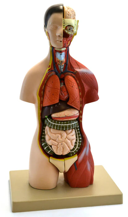 Adult Half-Size Torso Model with Head, 16 parts
