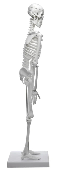 Miniature Human Skeleton Model, 17.5" Tall with Rod Mount & Stand