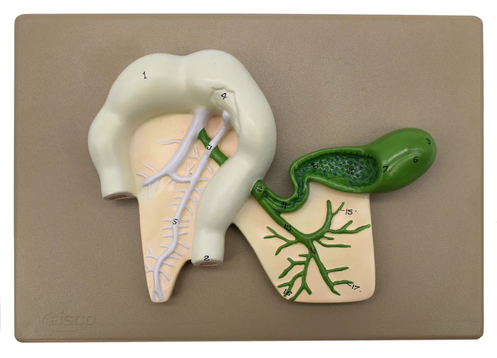 Human Pancreatic Duct Model 3 Dimensional