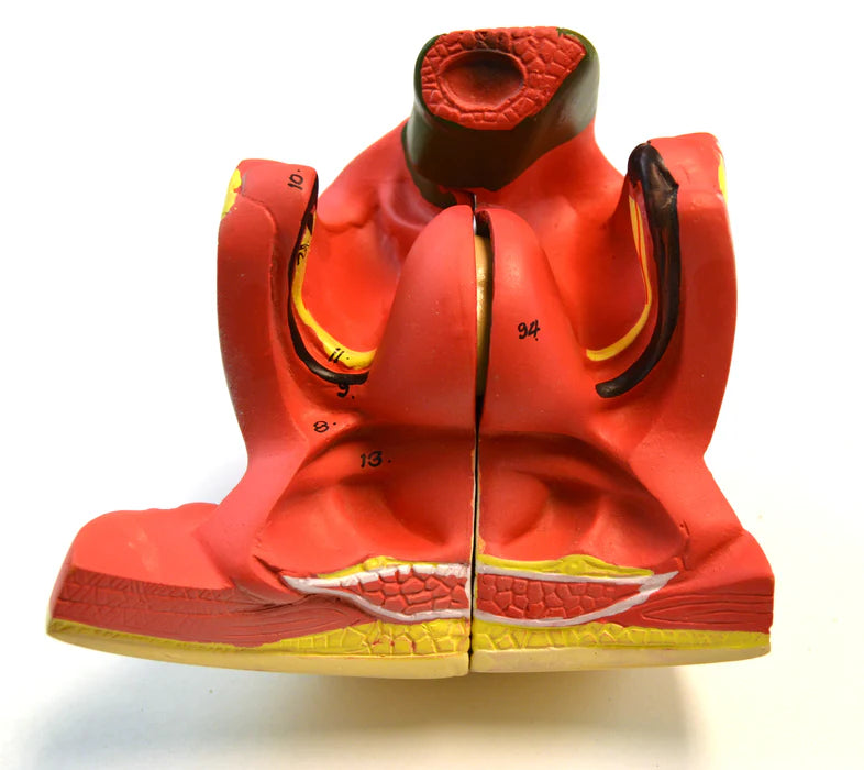Torso with Interchangeable Gender Organs - 24 Parts
