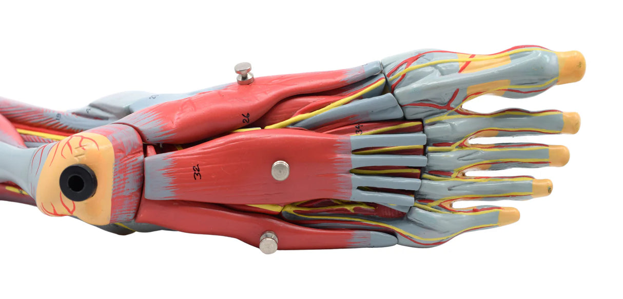 Foot & Ankle, Muscle and Ligaments Model, 8 Part - Includes Mount
