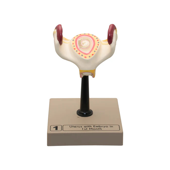 Embryo/Fetus Development in Utero Model Set