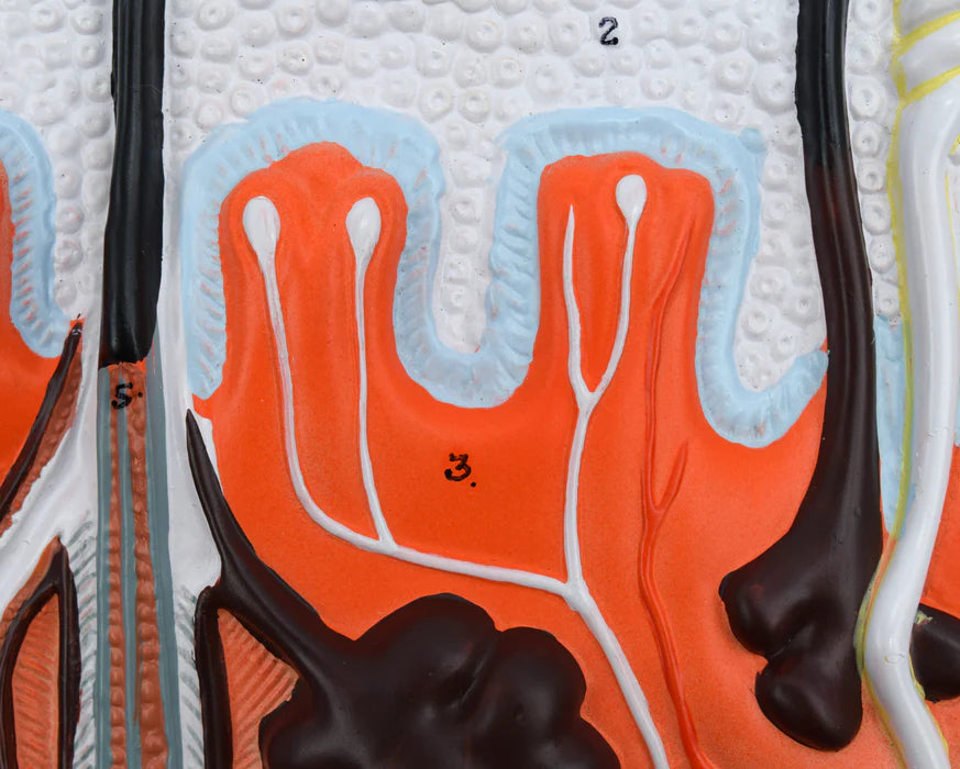 Human Skin Model, 300x Enlarged with Hair