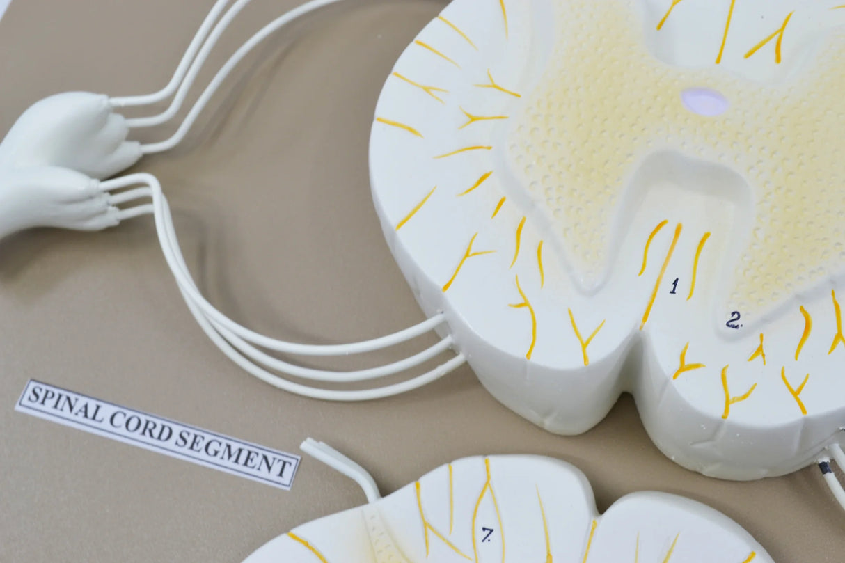 Spinal Cord Model 17 Inch Mounted, 10x Enlarged