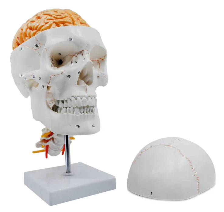 Numbered Skull Model 3D Brain Cervical Vertebrae Natural-Size