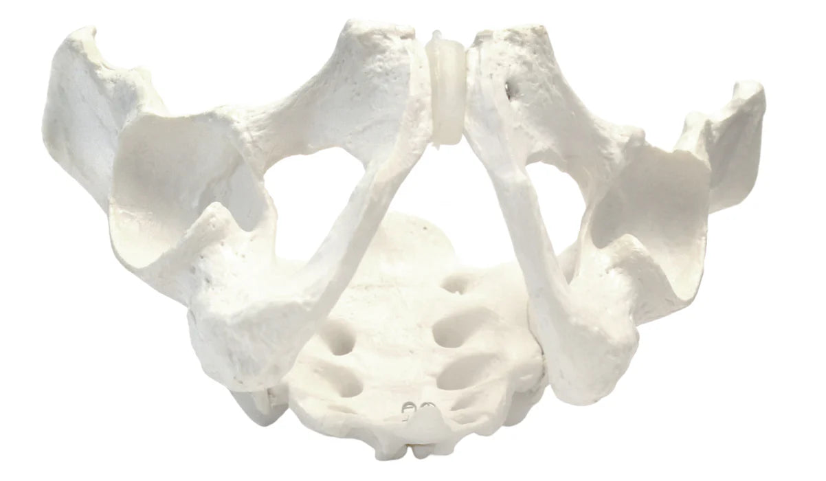 Life-Size Male Pelvis Model, 3D Rendering