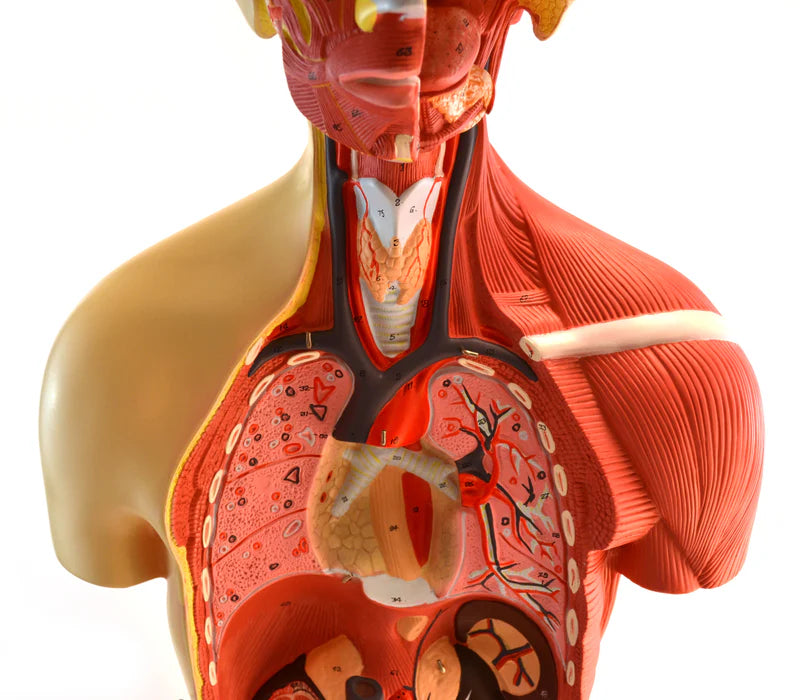 Life-Size Premium Human Torso with Muscles and Open Back, 19 Parts