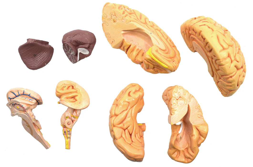 Numbered Skull Model 3D Brain Cervical Vertebrae Natural-Size
