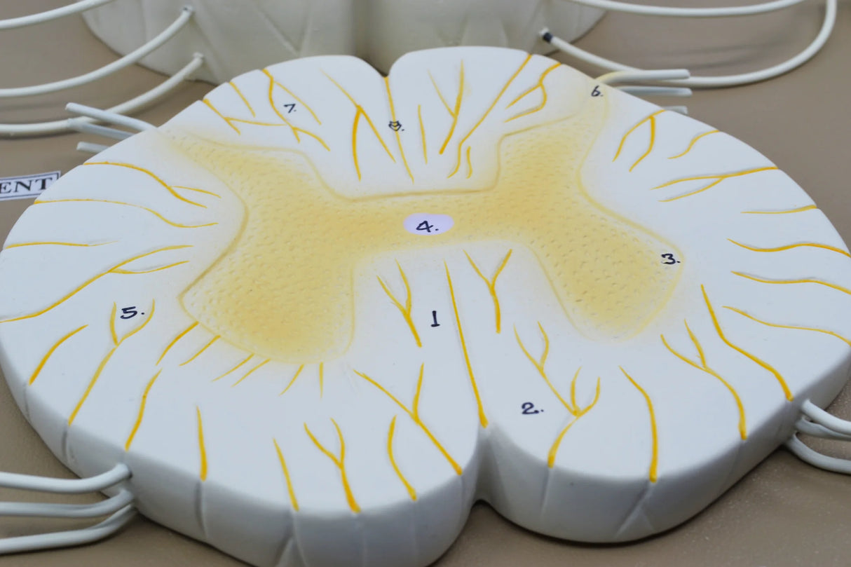 Spinal Cord Model 17 Inch Mounted, 10x Enlarged