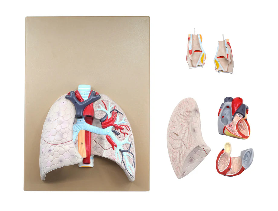 Human Lungs & Heart Model, 5 Parts